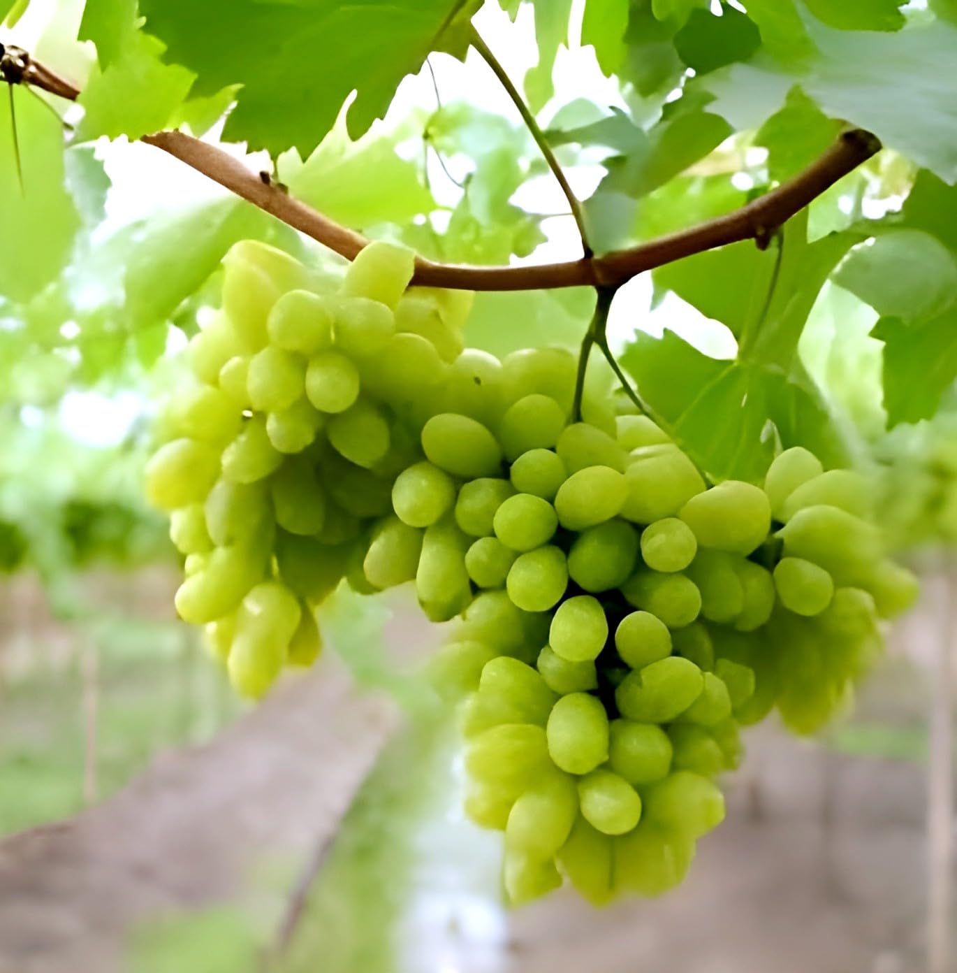 Live Grapes Plant Combo Pack of 3 | Black, Red & Green Fruit-Bearing Grafted Vines | Healthy Saplings for Home Garden, Terrace, Balcony | Organic Grape Plants Combo Pack of 3