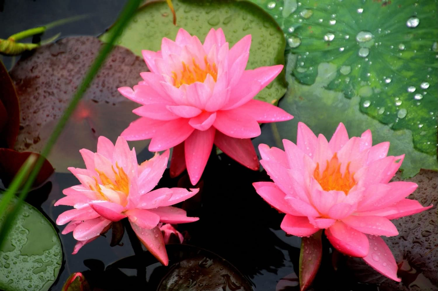 ATVADA Rare Lotus Flower 20 Seeds Planting Pond Dwarf Mini Water Bowl Aquarium Indoor - Seeds Ville