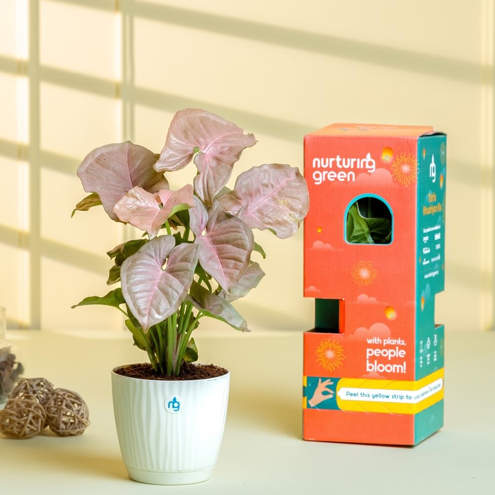 Nurturing Green® Combo of 2 Live Indoor Plants (Aglaonema Lady Valentine & Syngonium Pink) in Ivory Self Watering Pots