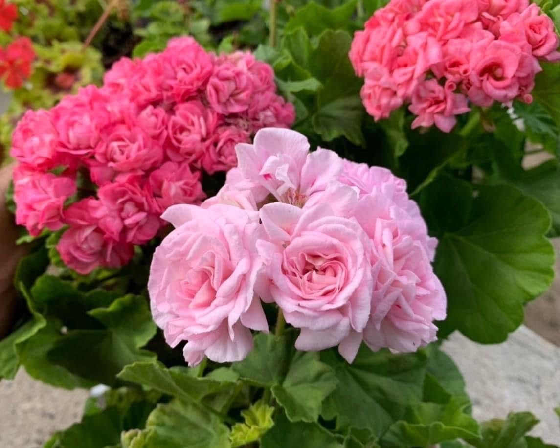 Climbing Double Geranium Flower Seeds for Home and Kitchen Gardening, Pack of 60 to 80 seeds