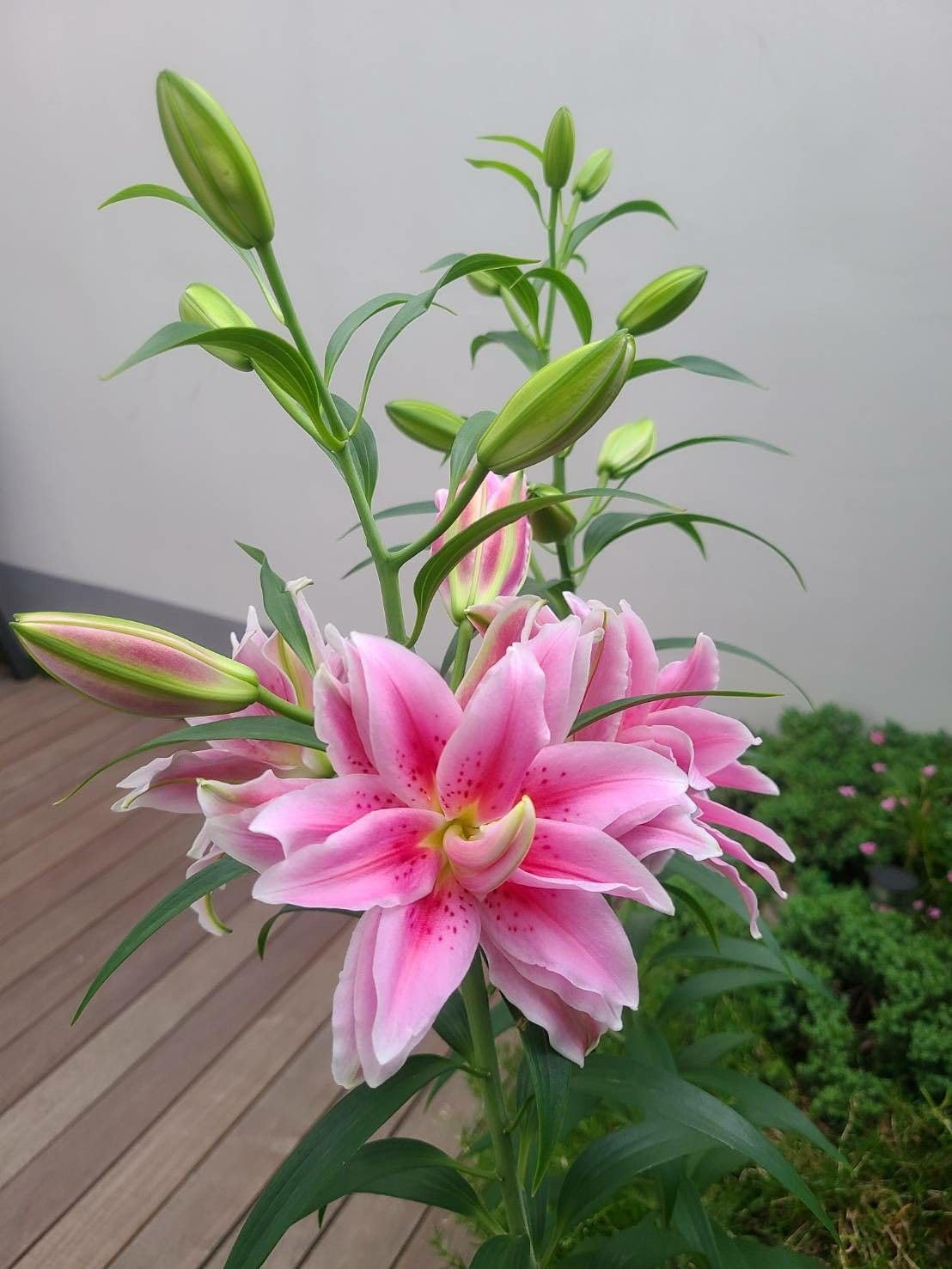 SVG® Double Oriental Lily Flower Bulbs for Home and Gardening, pack of 1 Bulbs (SHADED PINK)