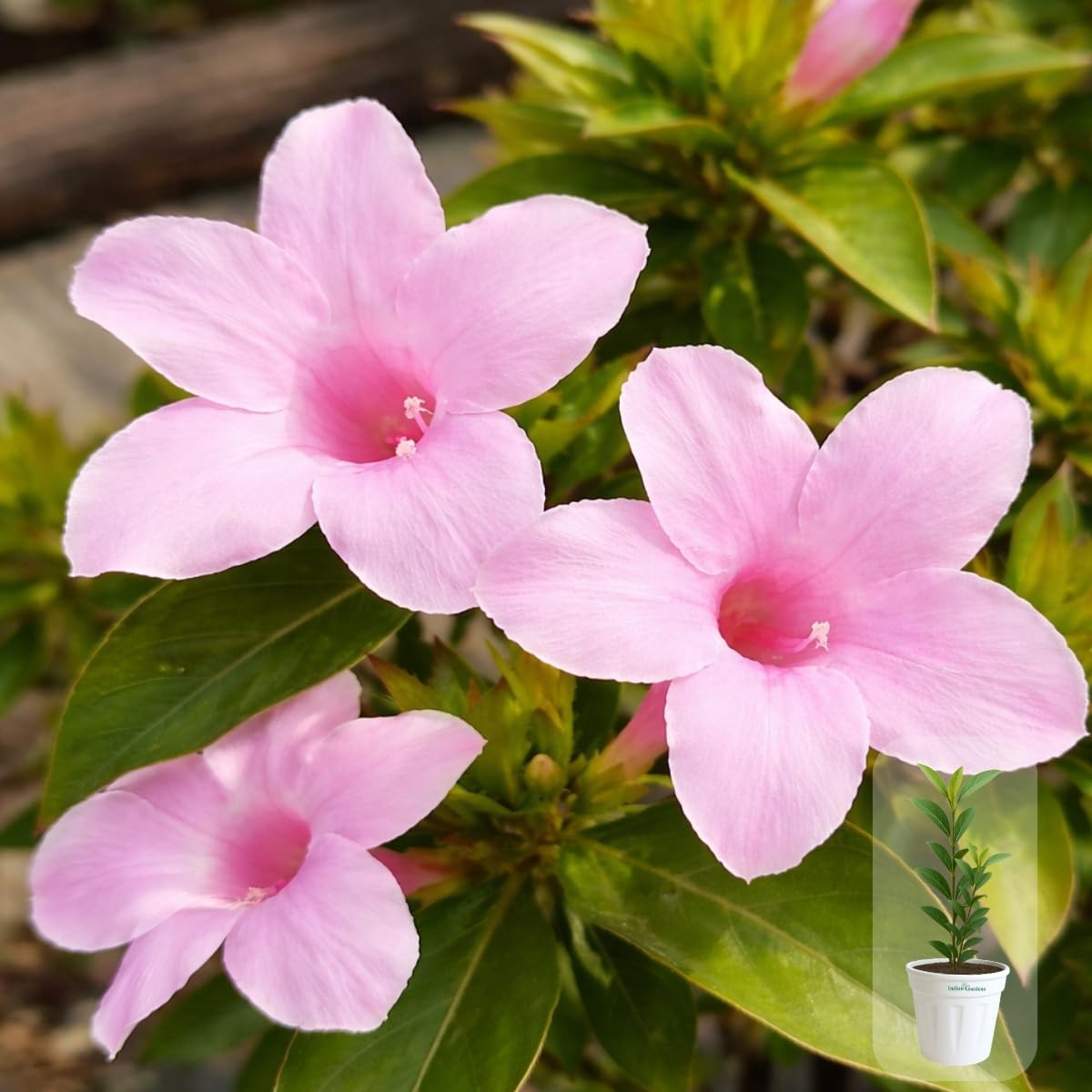 Seeds Ville Light Pink Barleria Cristata Live Plant 15 cm Pot