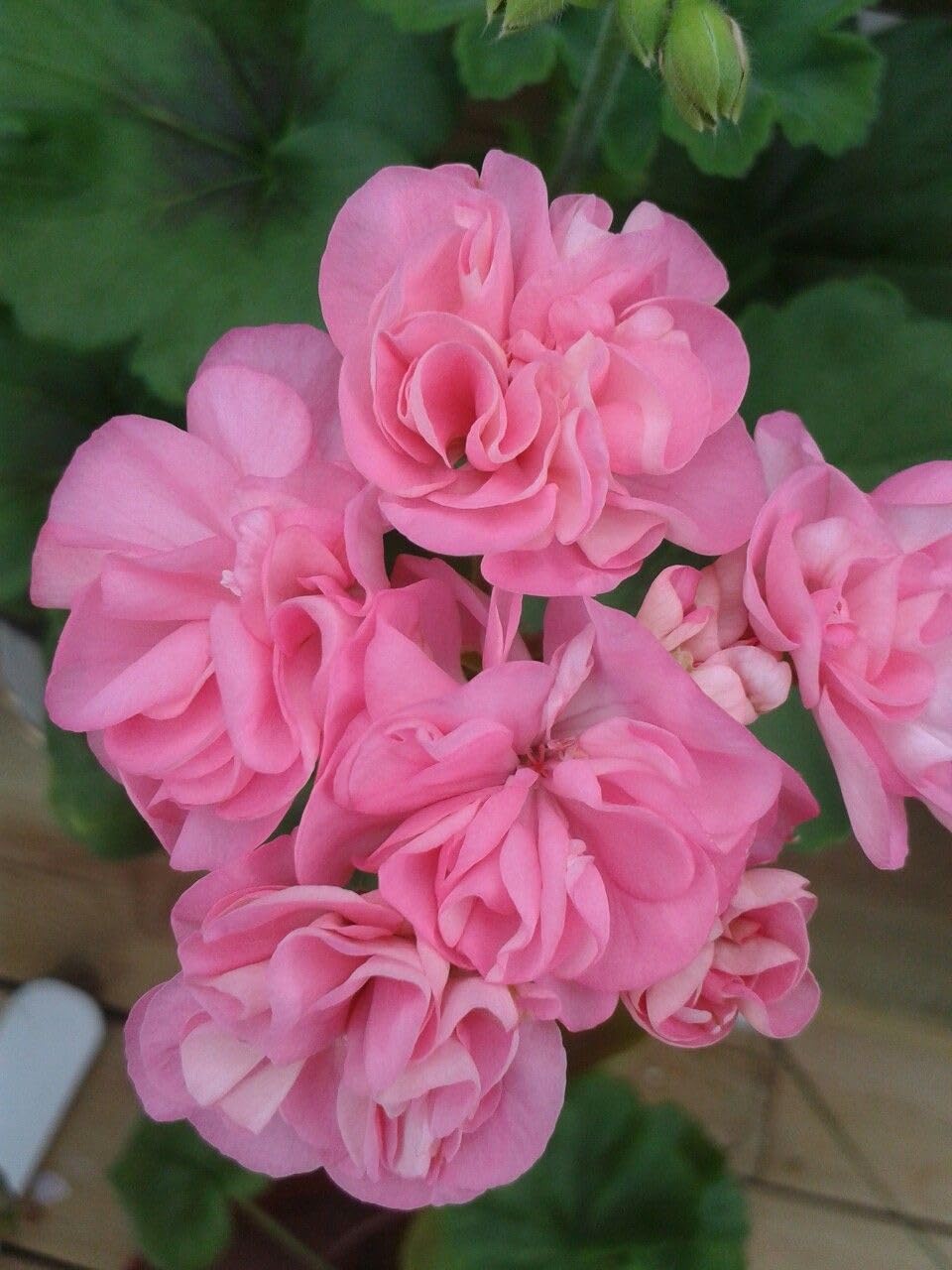 Ritz Farming® Geranium Flower Seeds for Your Home and Gardening Pack of 50 to 70 seeds (PINK SHADED)
