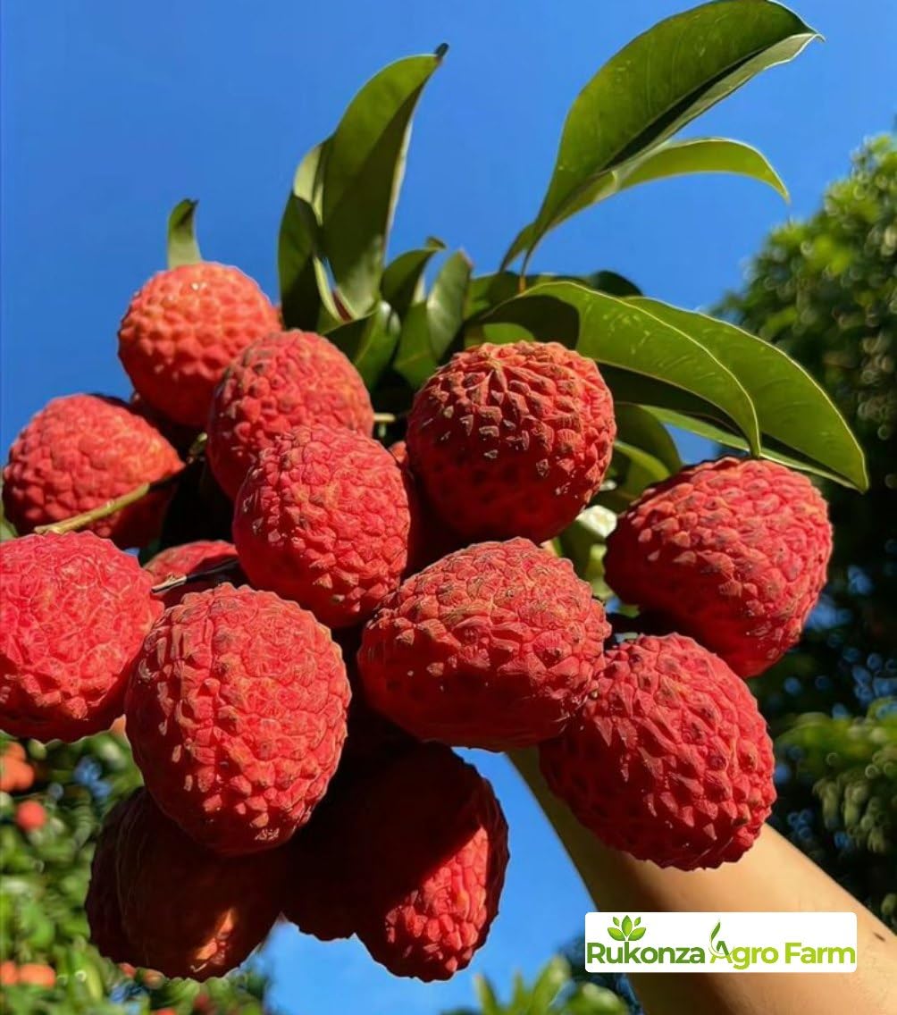 Muzaffarpur Shahi Litchi Hybrid Plant - Dwarf Air Layered All Season Sweet Topical Rare Lychee 1 Live Tree, Height 2-3 feet, Fruit After 1-2 Years