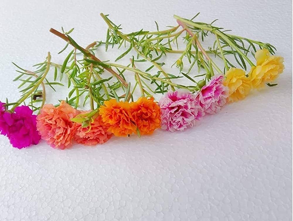 Cypress Portulaca Oleracea, purslane mixed colours Live plant cuttings without roots of 15 Cuttings(5 to 7 colours) - Seeds Ville