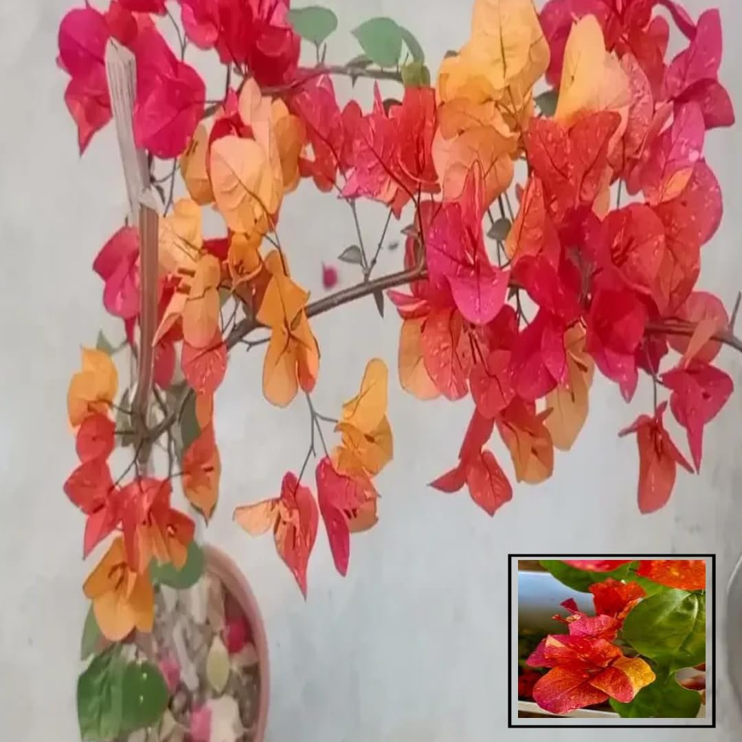 Adarna Bougainvillea Kagoj Ful Shrubs Grafted Flower Live Plants & Tree (1-2 Feet Size) - Adarna Bougainvillea Plant with Grow Bag | Plant for Outdoor & Home Garden