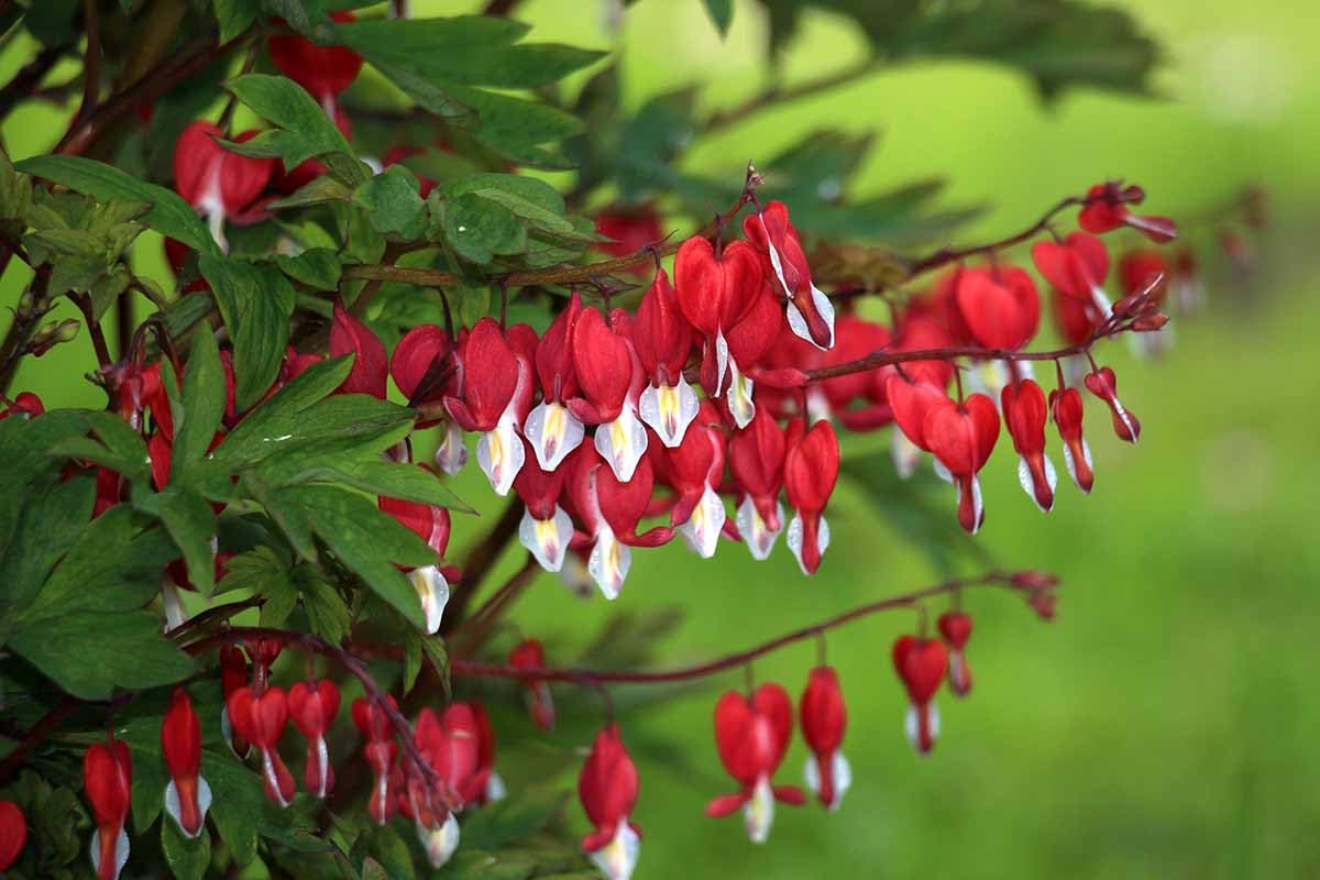 Exotic Red Bleeding Heart Vine Flower Plant Creeper - Climber Vine Flower Plant Pack of 1 Live Plant - Seeds Ville