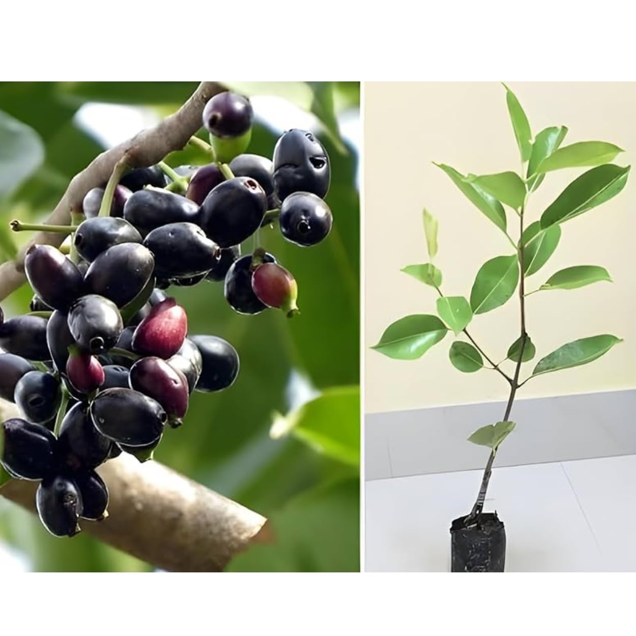 Dishita Go Green - Live Fruit Plants (Jackfruit Vietnam Super Early 1 Year Fruiting Variety - Ayur Jack Varikka Katahal Chakka Fruit Grafted Live Plant & Tree (1-1.5Ft Size))