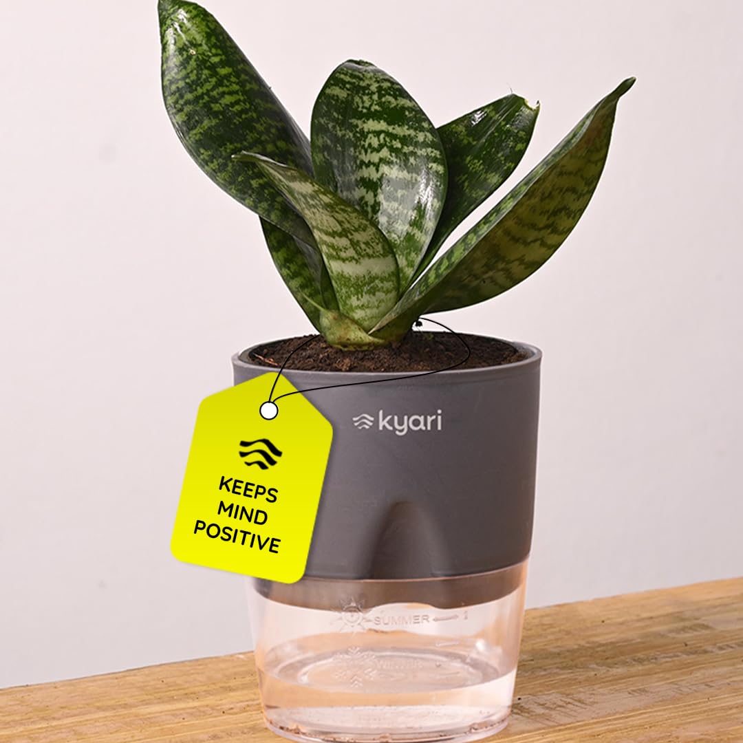 KYARI Sansevieria Green Snake Air Purifier Plant with White Self Watering Pot - Small 4 Inch