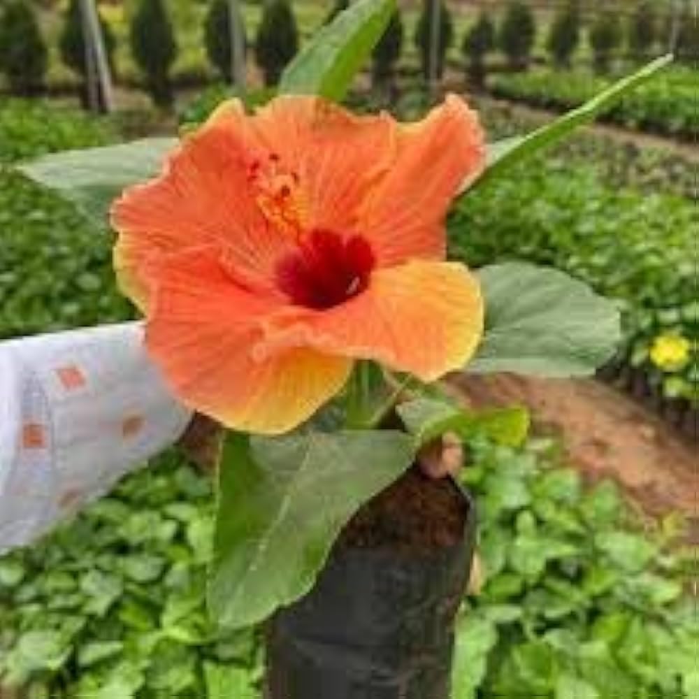 Beautiful Tropical Australian Variety rare Orange Colour Hibiscus flower live Plant (All Season Blooming), Pack of 1 Healthy flower plant for home garden.