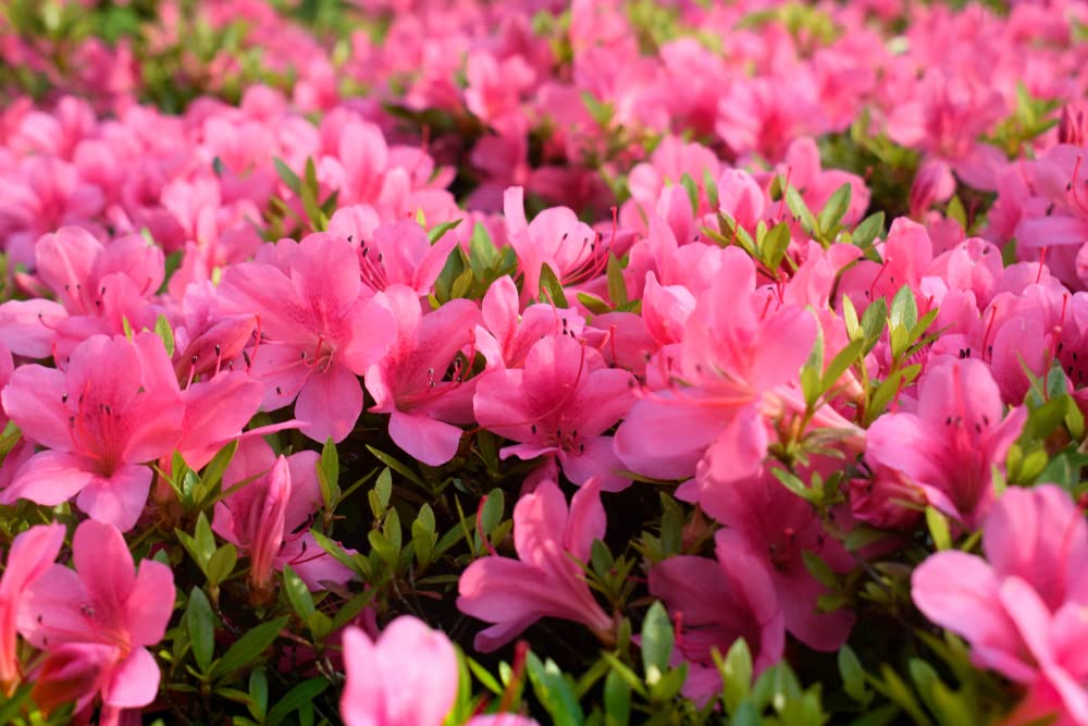Flamingo Pink Bush Azalea Flower Live Healthy Plant