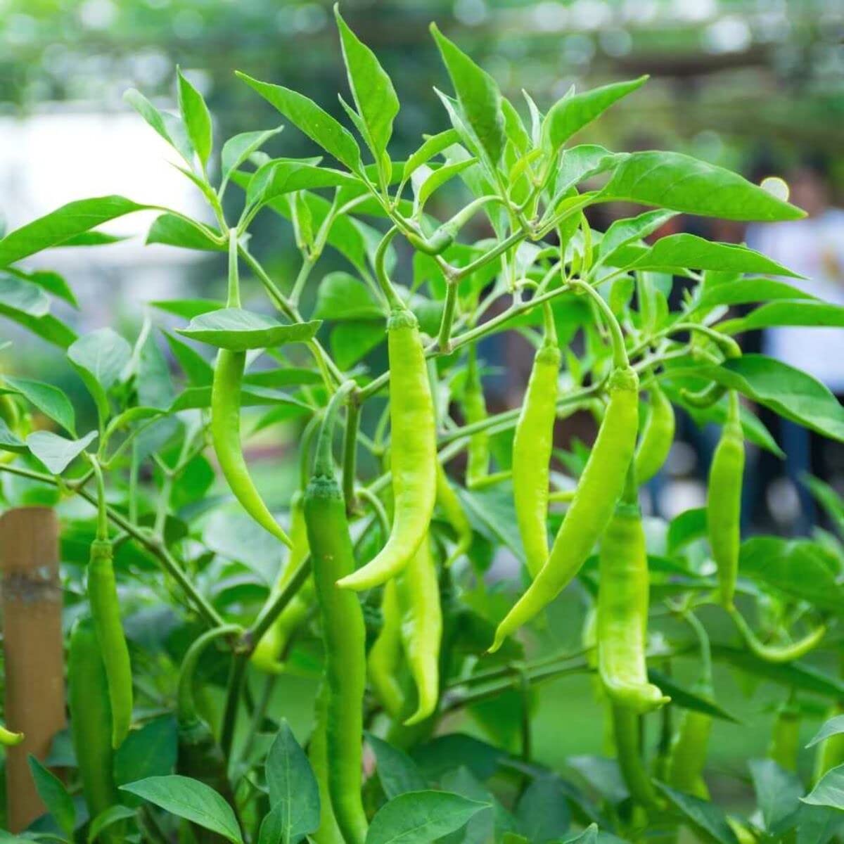 200+ Seeds- Organic Jawala Hybrid Chilli Pepper Seeds For Planting- Kitchen Garden Pack - NON GMO - Seeds Ville