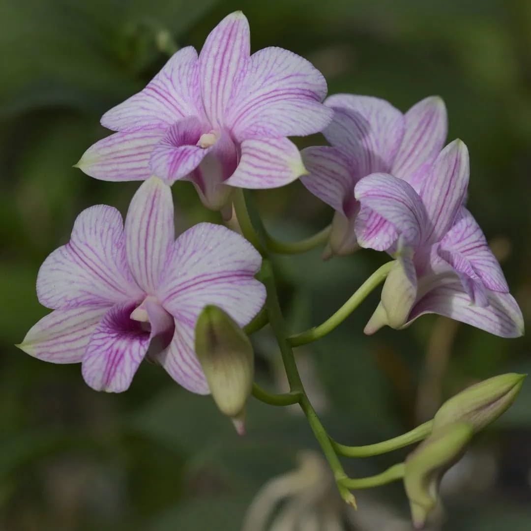 Sonia Red Dendrobium Orchid Live Flowering Plant Pack of 1