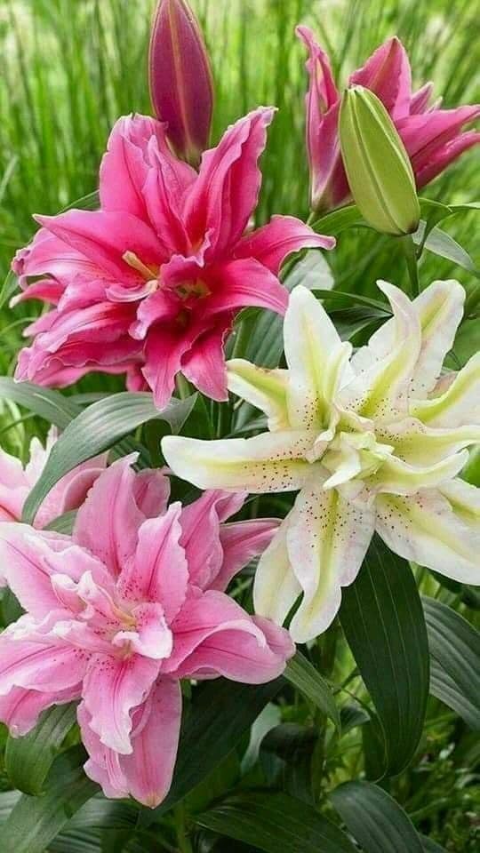 Seeds Ville Oriental Lily Double Flower Bulbs 2 Pack