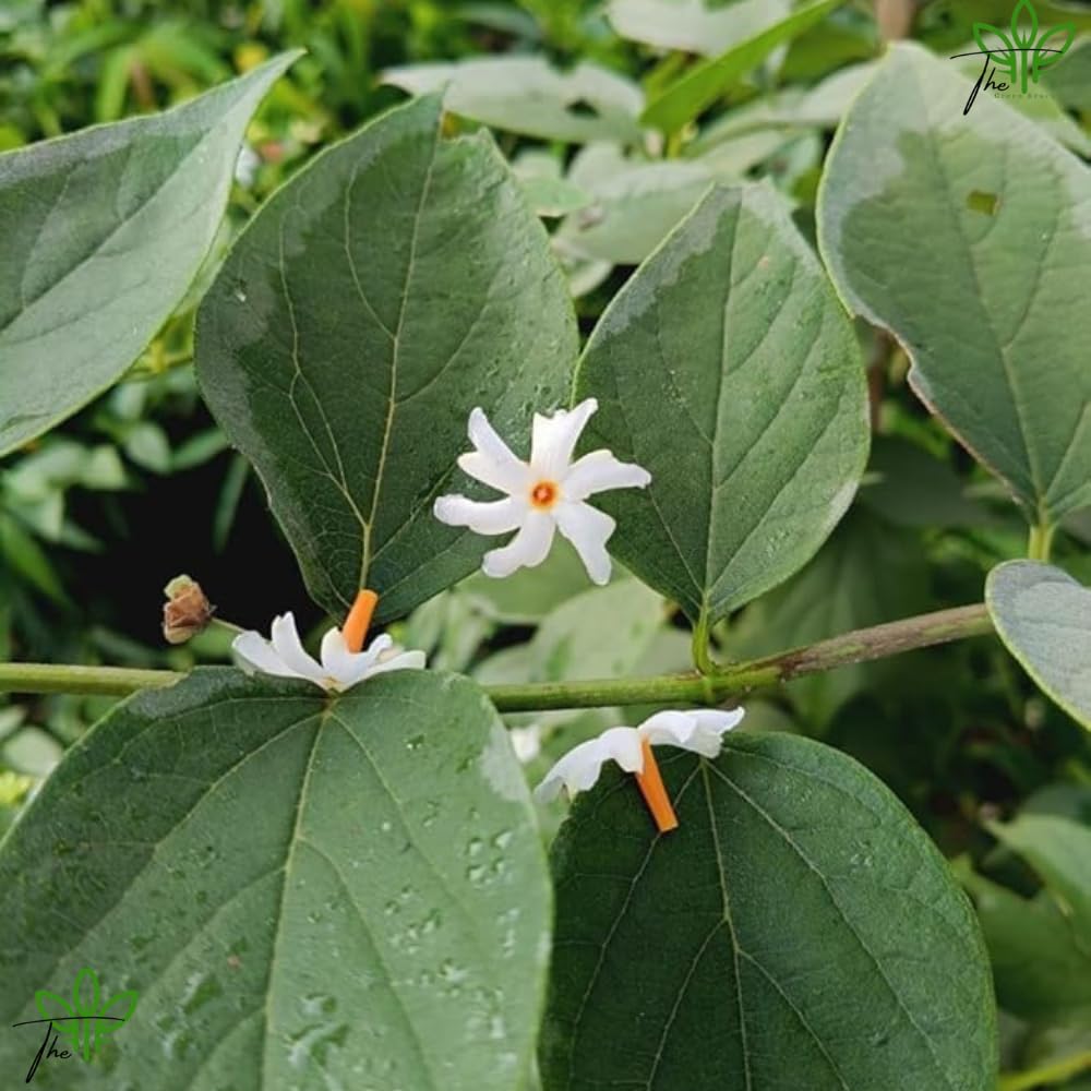 The Green Beach Live Harsingar,Parijat live Plant For Home And Garden With Pot - Seeds Ville