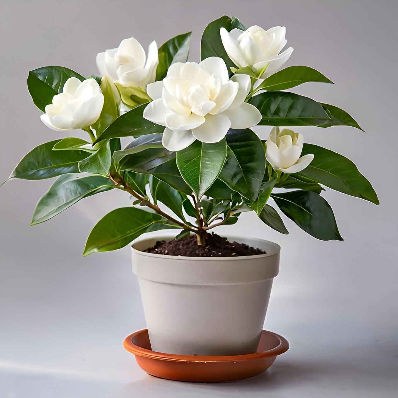 All Seasons Gardenia/Gandharaj Live Plant - Fragrant Blooms Choice for gardens and indoor spaces (With 3 Inch Black Plastic Pot) (Pack Of 1) (Live Flower Plant)
