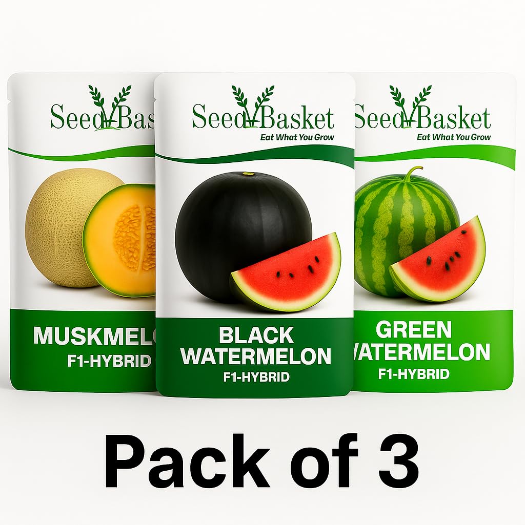 Seed Basket Pack of 3 Melons F1-Hybrid Seeds | Watermelon Green (25), Watermelon Blacks (15), Muskmelon (15) | ISeeds deal for planting, Gardening and Farming