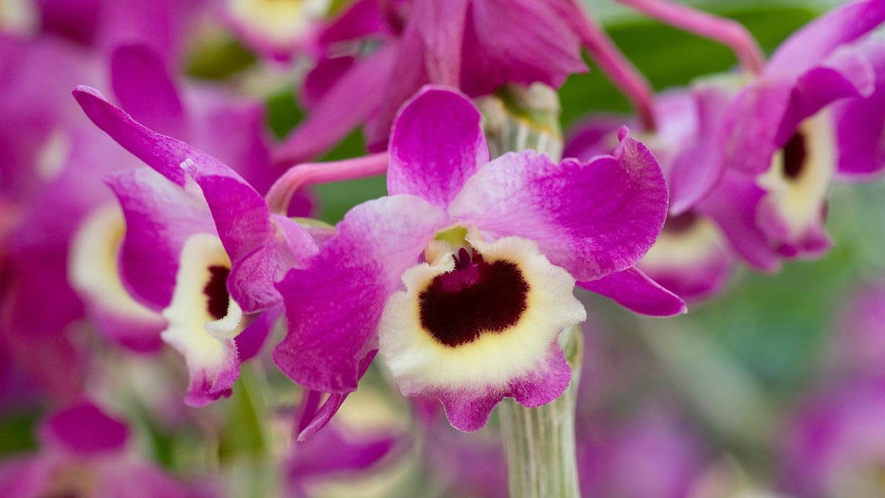 Sonia Red Dendrobium Orchid Live Flowering Plant Pack of 1