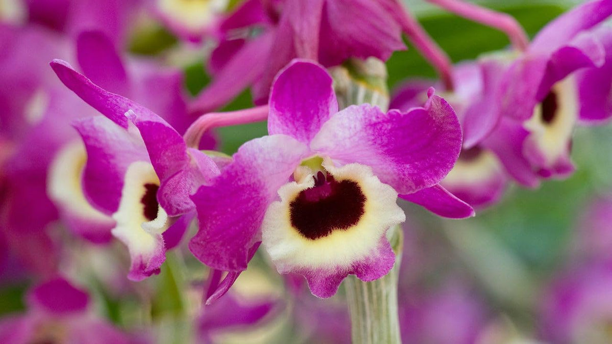 Seeds Ville Sonia Red Orchid Live Flowering Plant Pack of 1