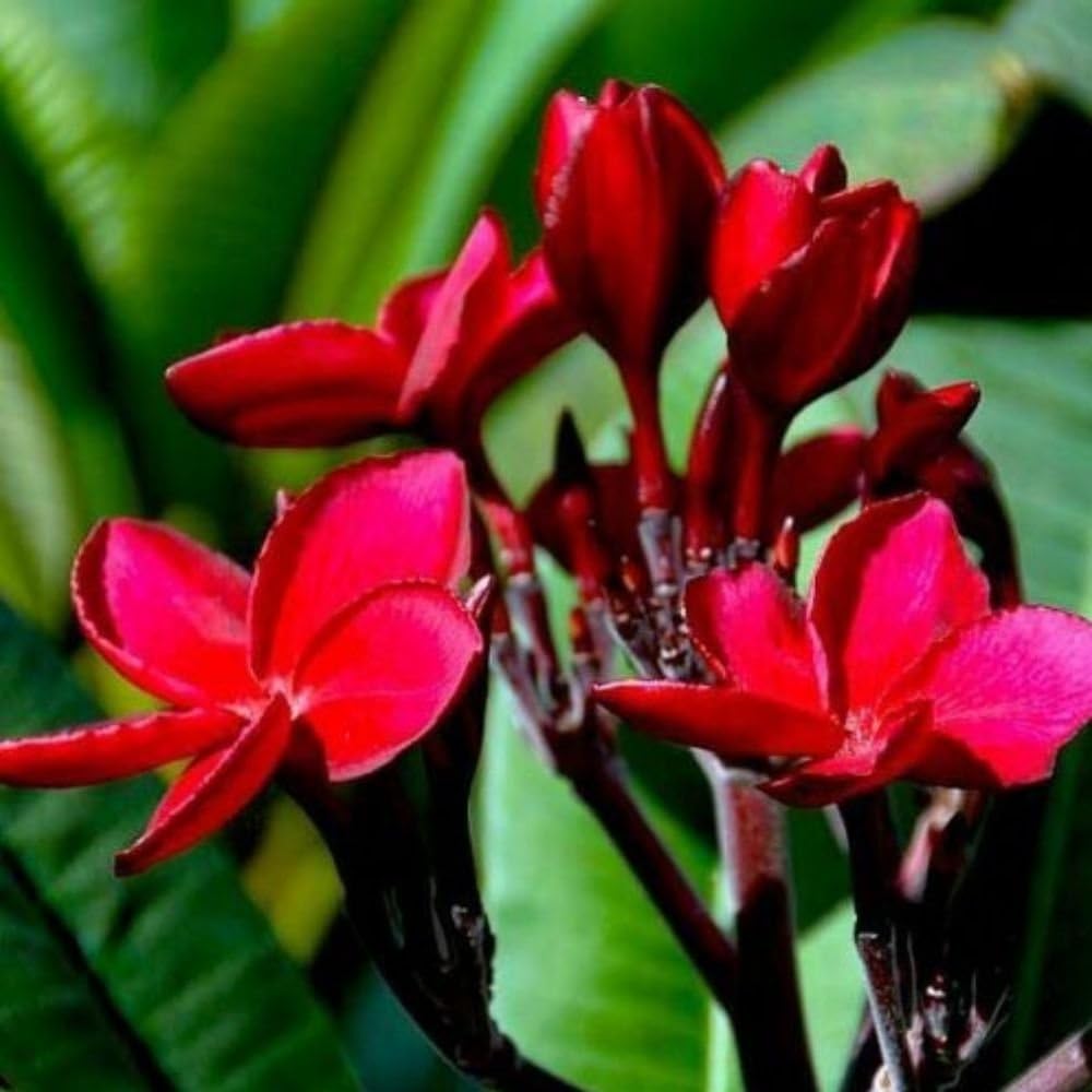 Seeds Ville Rare Red Plumeria Live Plant Pack of 1