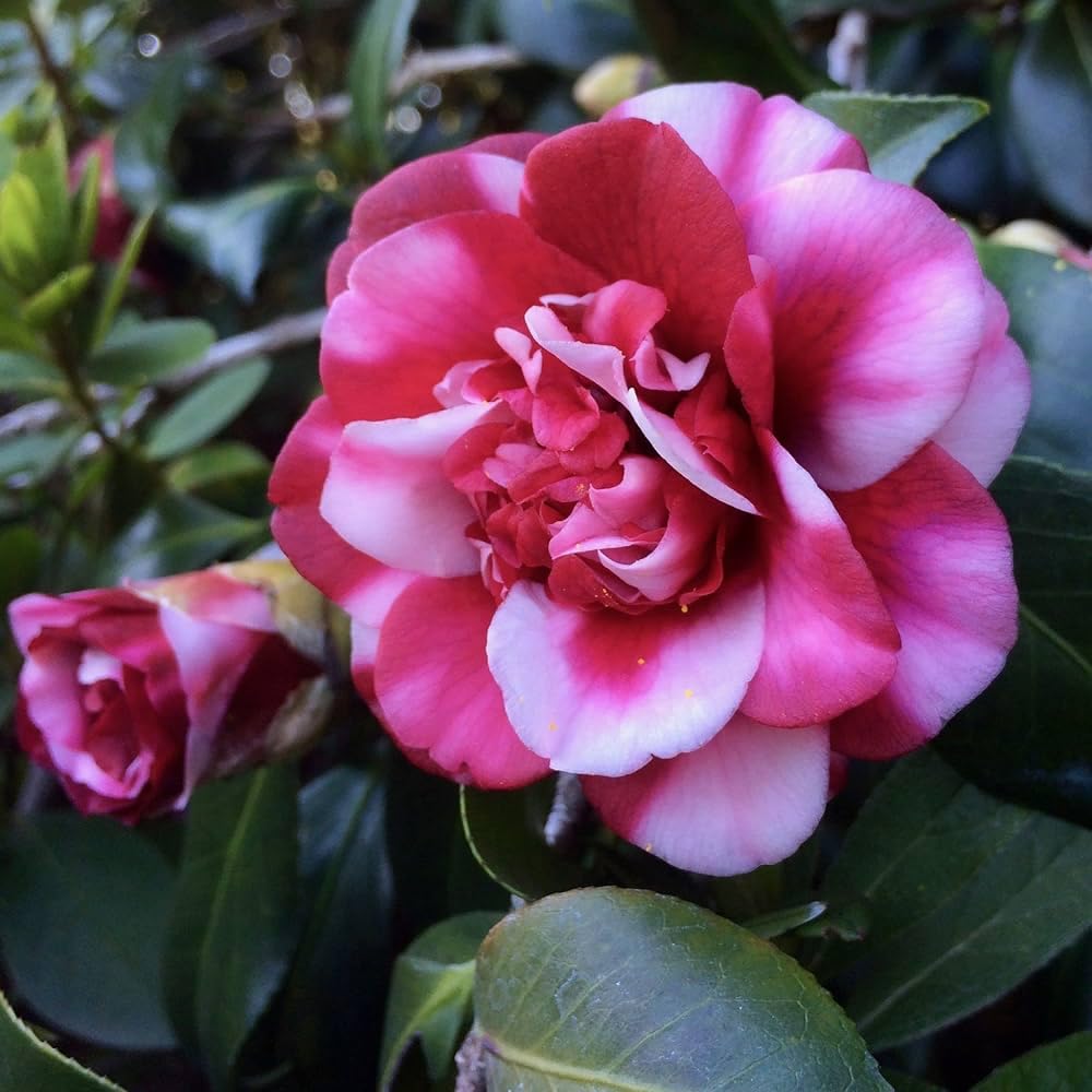 Camelia rose live plant - Seeds Ville