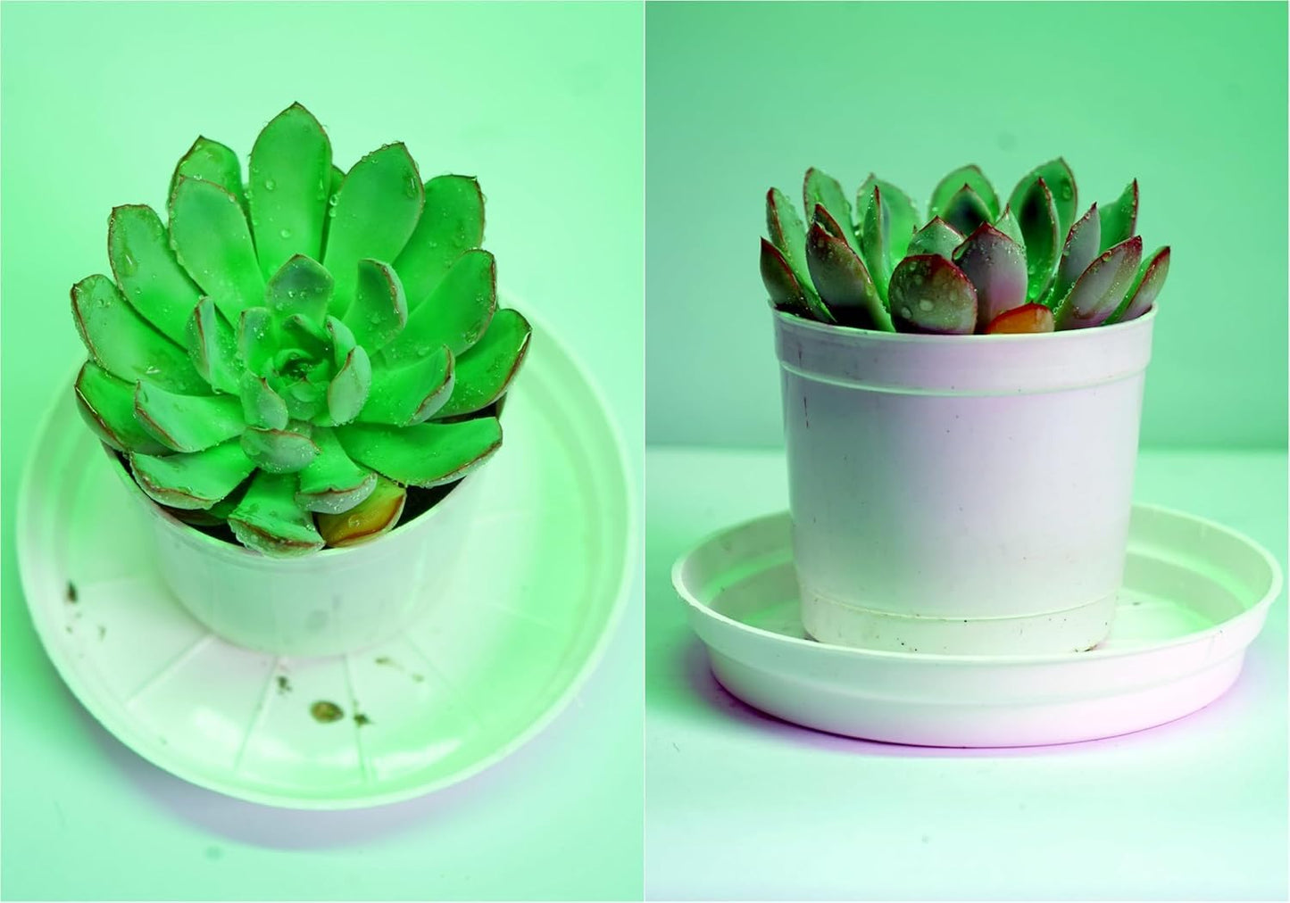 Bigreen Live Lavender Plant with Pot | Aromatic Shrub plants for Home Garden, Balcony, Indoor & Outdoor Décor | Year-Round Purple Blooms | Low-Maintenance, Sun-Loving Herb