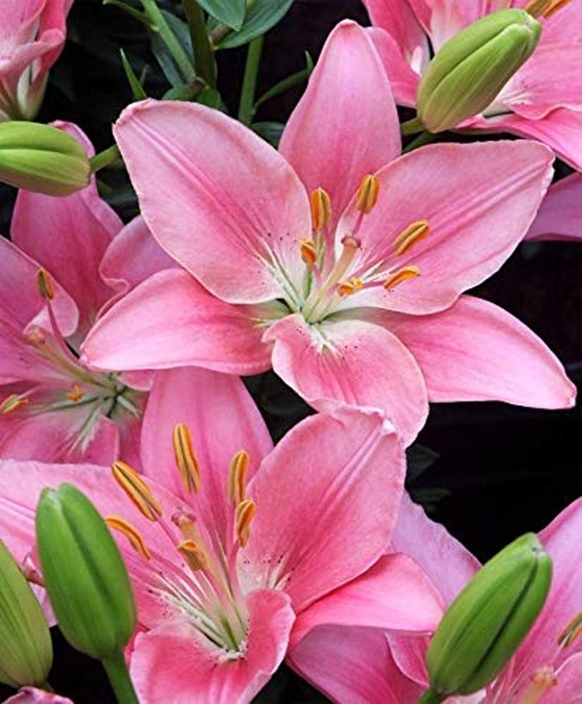 PLANTOGALLERY Asiatic Lily Imported and Hybrid Flower Bulbs Good Germination - Pack of 2 Bulbs (Pink)