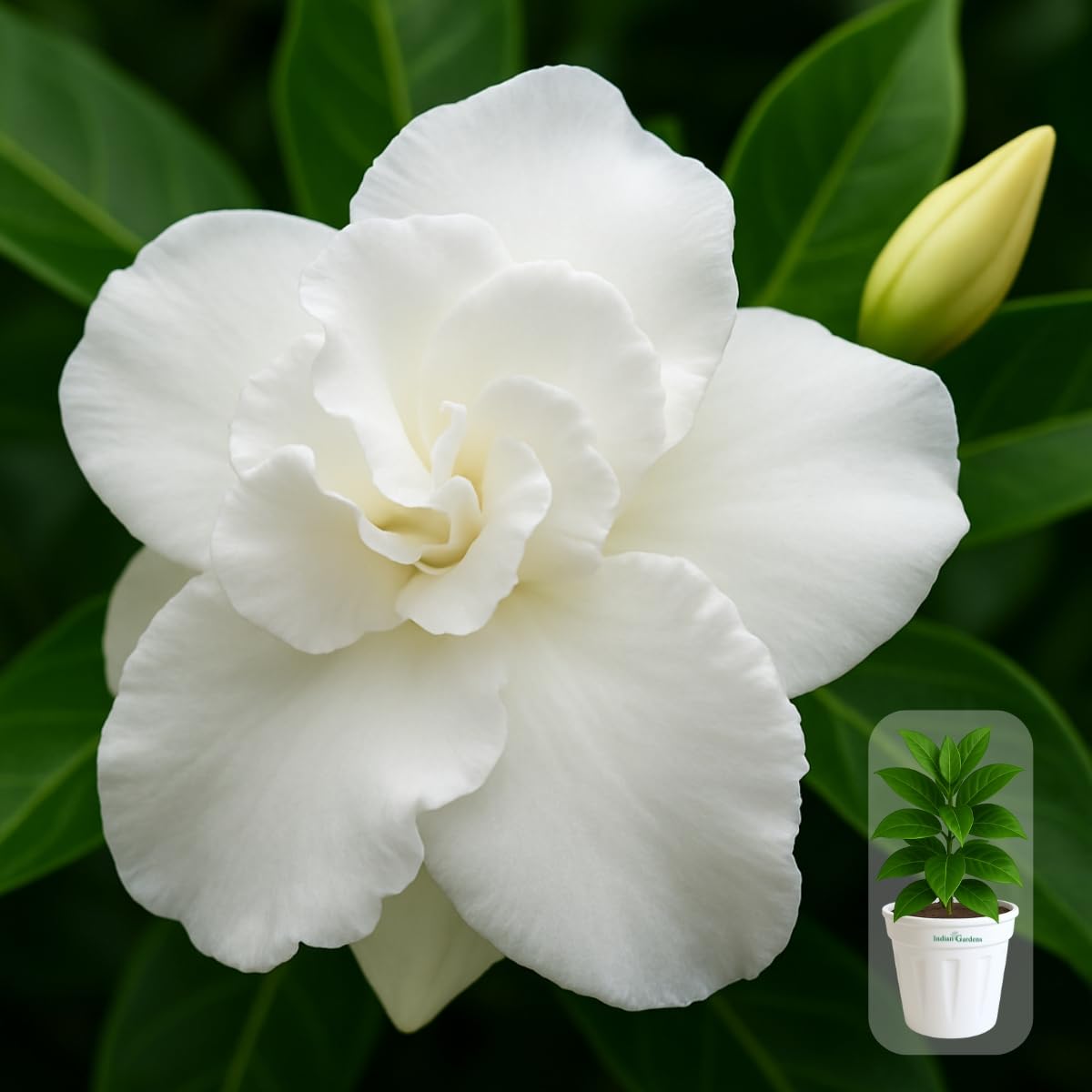 Indian gardens - Nanthiyavattai | Nerium Jasmine | Crape jasmine | Pinwheel Flower | Outdoor Live plants (Moon, 6 Inch White)