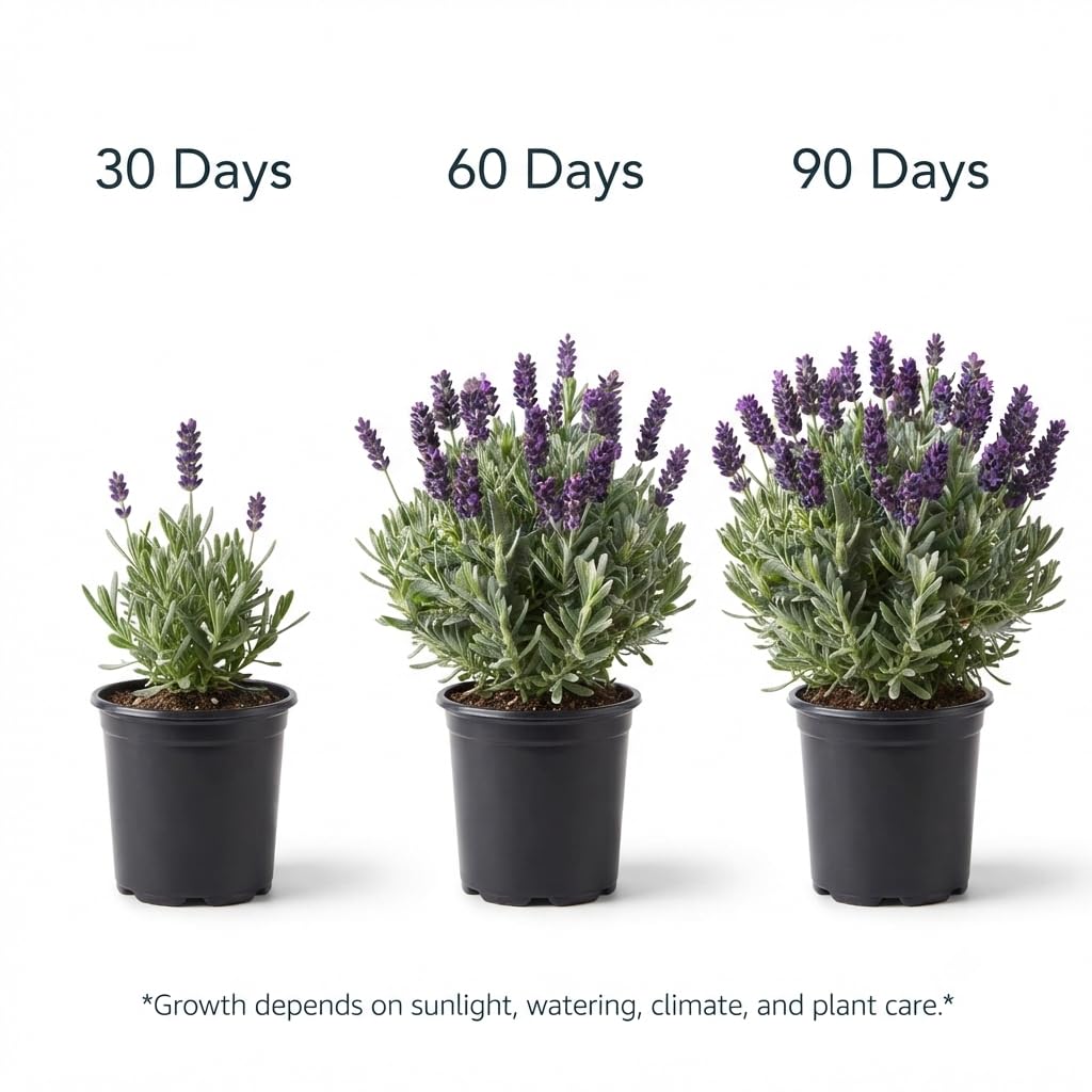 Seeds Ville Lavender Live Flowering Herb Plant 3 Inch Pot