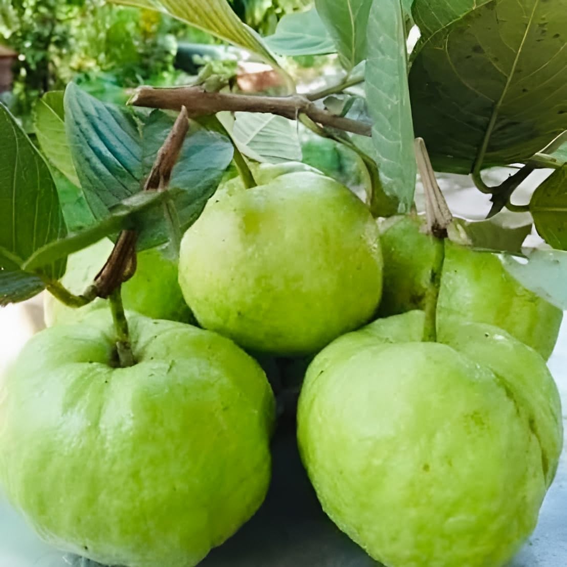 XC High Yield Hybrid All Seasons Guava Fruit Tree Live Plant for Home Kitchen Terrace Garden Amrood Ka Podha Amrud Phal Ka Paudha Outdoor
