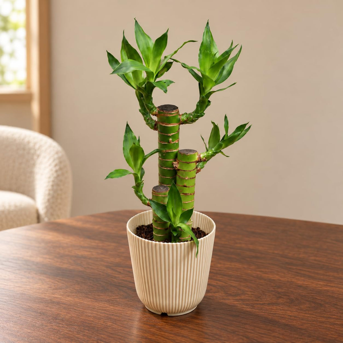 Seeds Ville Lotus Lucky Bamboo Live Indoor Decor Plant