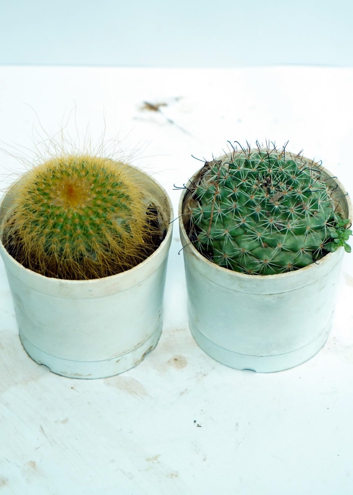 Bigreen Live Lavender Plant with Pot | Aromatic Shrub plants for Home Garden, Balcony, Indoor & Outdoor Décor | Year-Round Purple Blooms | Low-Maintenance, Sun-Loving Herb