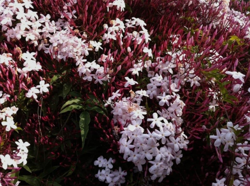 Pink Jasmine Live Flower Plant | Original Jasminum Polyanthum | Pink Bud Kundo | Hybrid Plant | American Jasmine | Beautiful Flowering Shrub | (Jasminum Polyanthum) |Bloom Yard