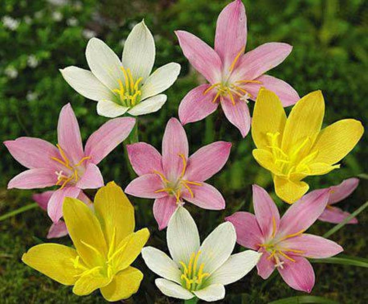 Live Green Zephyranthes - Rain Lily All Season Flower Bulbs (10pcs)
