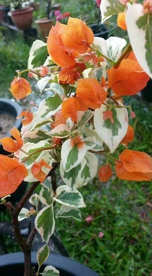 Seeds Ville Bougainvillea Live Flowering Plant Pack of 1