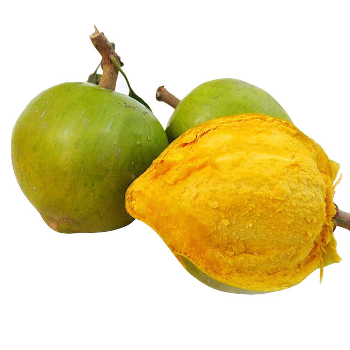 Nema Lucuma Nervosa Egg Yolk Fruit Seeds-10Pcs