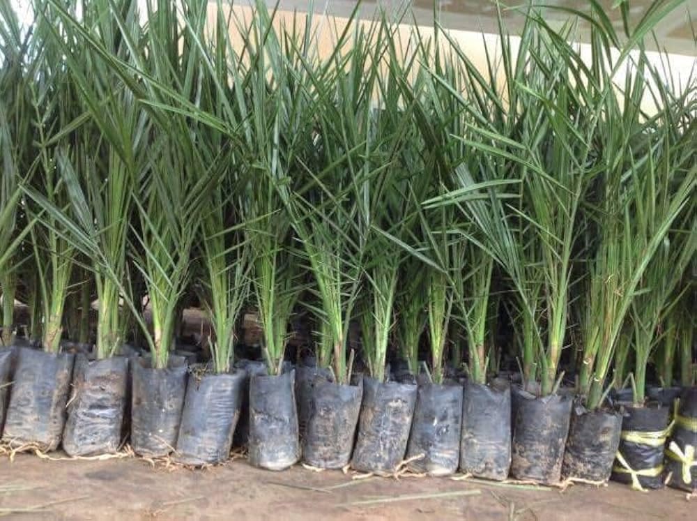 Seeds Ville Hybrid Arabian Date Palm Fruit Tree Plant Outdoor