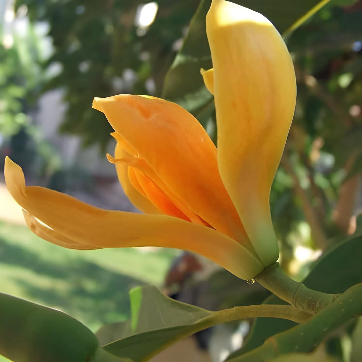 Sinchafa Tree Live Champa Flower Plant – Hybrid Golden Swarna Champa (Michelia Hirwa ...