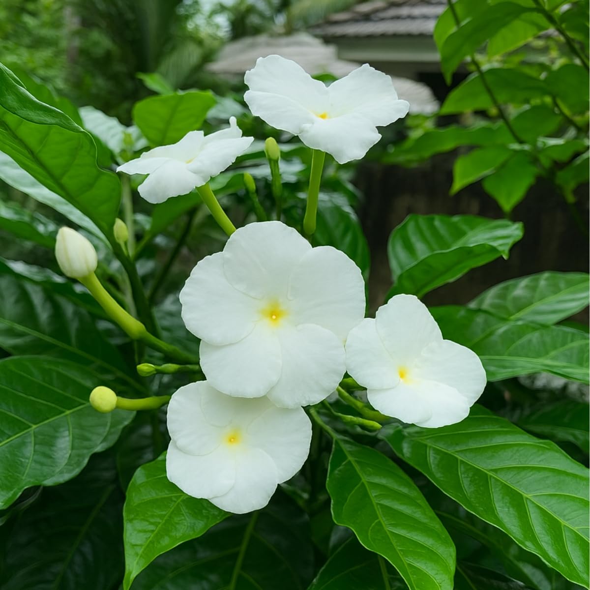 Indian gardens - Nanthiyavattai | Nerium Jasmine | Crape jasmine | Pinwheel Flower | Outdoor Live plants (Moon, 6 Inch White)