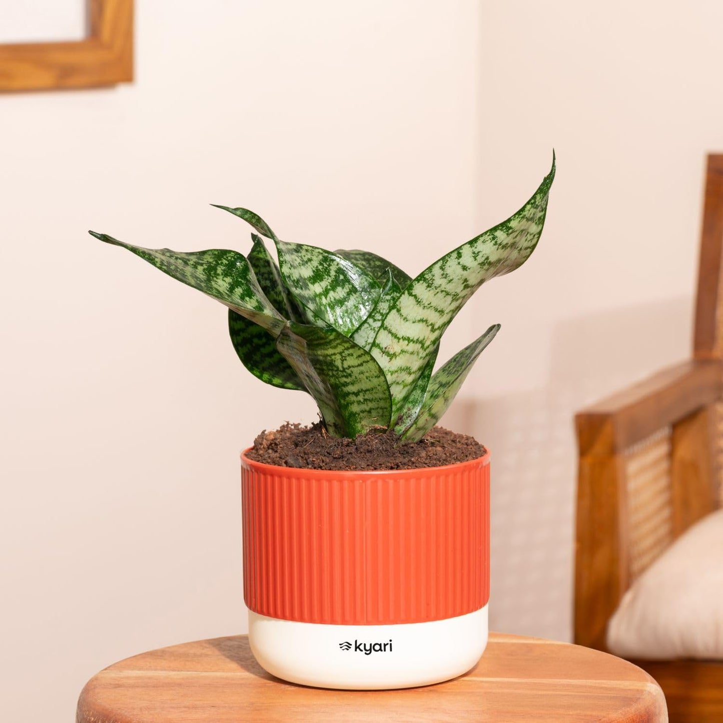 KYARI Sansevieria Green Snake Air Purifier Plant with White Self Watering Pot - Small 4 Inch