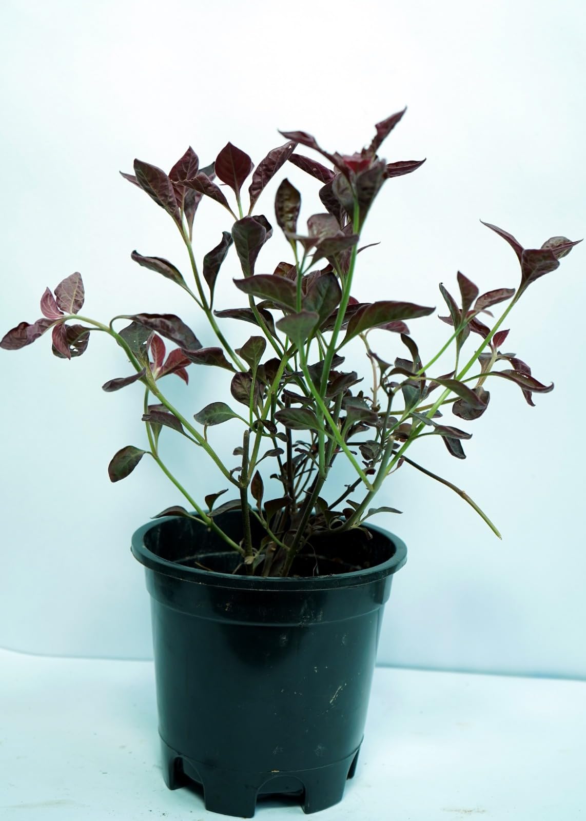 Bigreen Live Lavender Plant with Pot | Aromatic Shrub plants for Home Garden, Balcony, Indoor & Outdoor Décor | Year-Round Purple Blooms | Low-Maintenance, Sun-Loving Herb