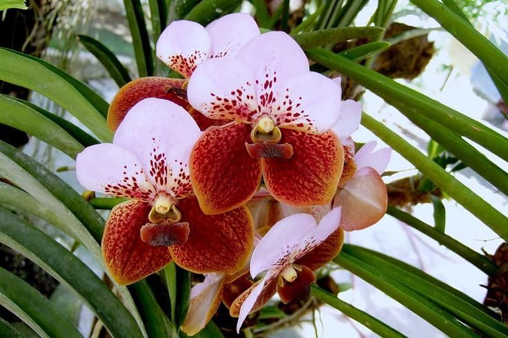 Seeds Ville Dendrobium Orchid Live Flowering Plant