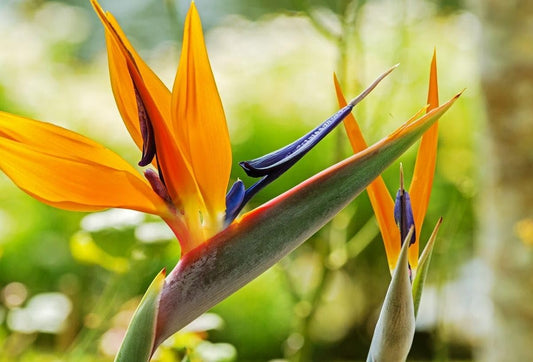 Bird of Paradise Plant, Live Tropical Strelitzia Reginae, Orange Blooming Flower, Large Potted