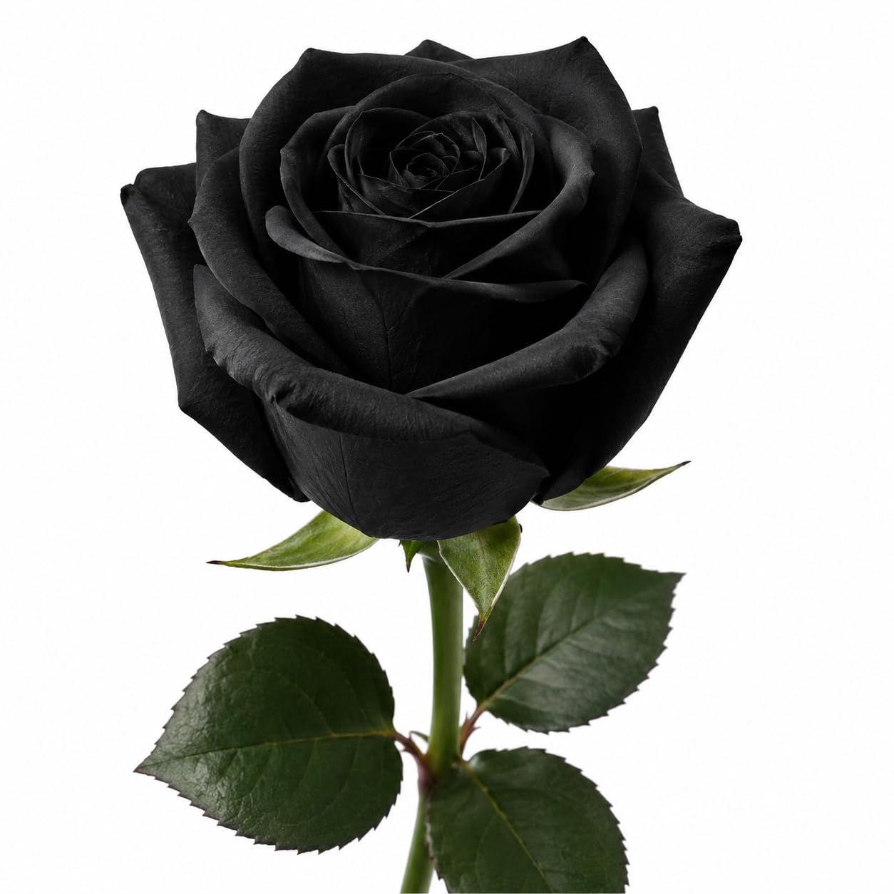 Seeds Ville Rare Black Rose Live Flowering Plant Pack of 1
