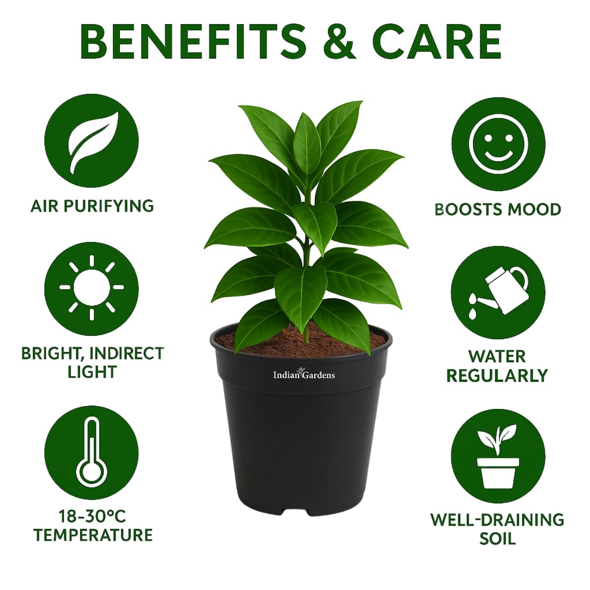 Indian gardens - Nanthiyavattai | Nerium Jasmine | Crape jasmine | Pinwheel Flower | Outdoor Live plants (Moon, 6 Inch White)