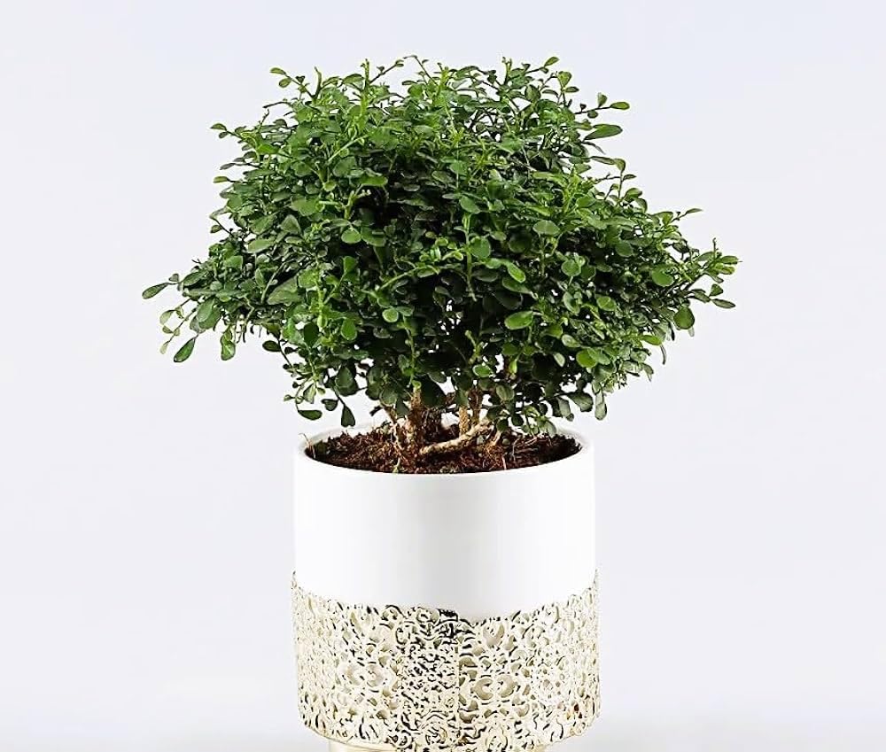 Chinese banyan tree bonsai live plant, Kamini bonsai Oxygen Live Plant For Indoor Home Dacoration With Pot (Pack of 1)