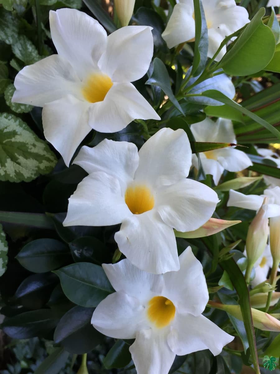 35+ Seeds- White Hybrid All Seasons Mandevilla Vine Flower Seeds- Grow All India