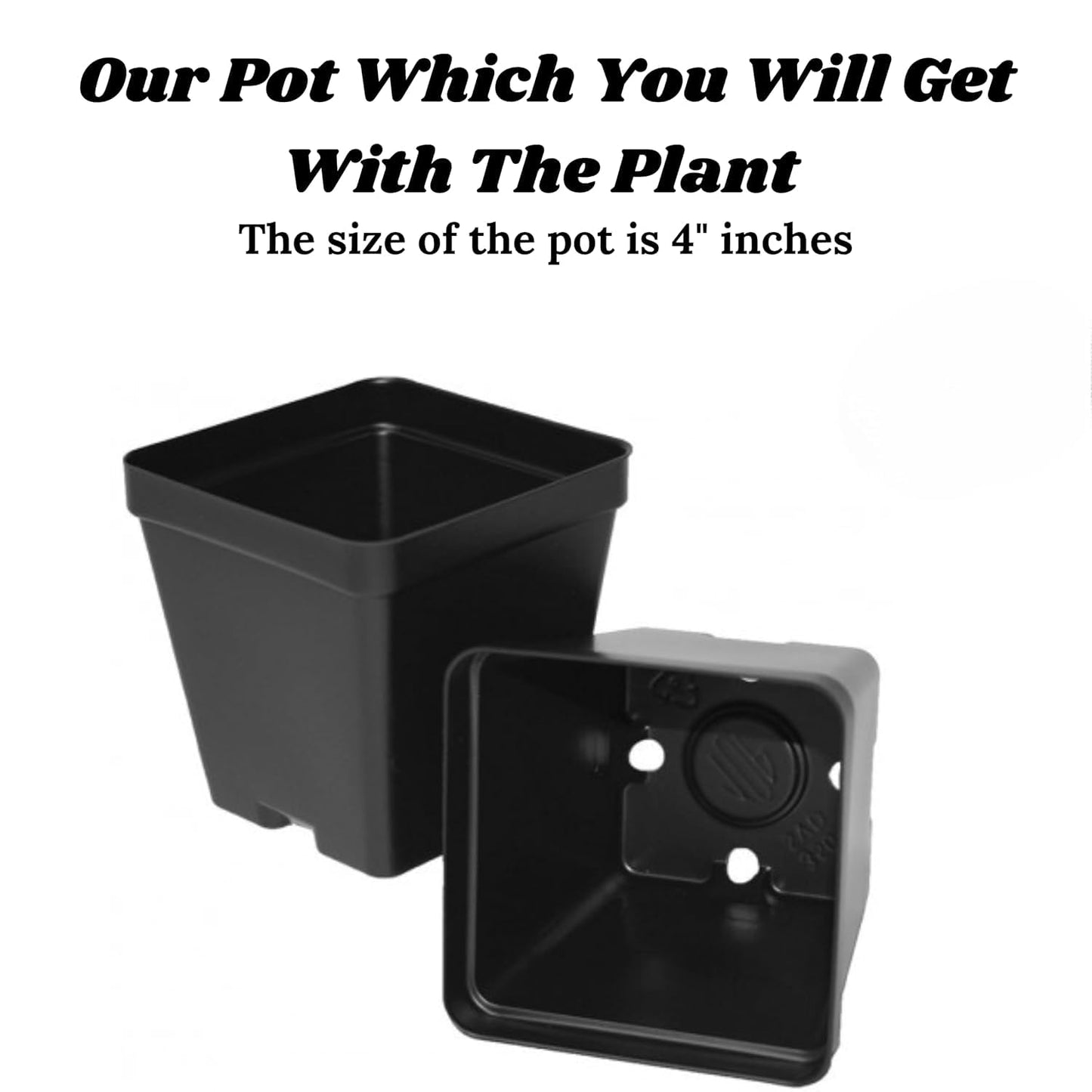 GROWHEAVEN™ Climbing Rose Plant With Pot, Live Fragrant Flowering Creeper for Garden (LIVE ROSE FLOWER PLANT) (ROSE PLANT) - Seeds Ville