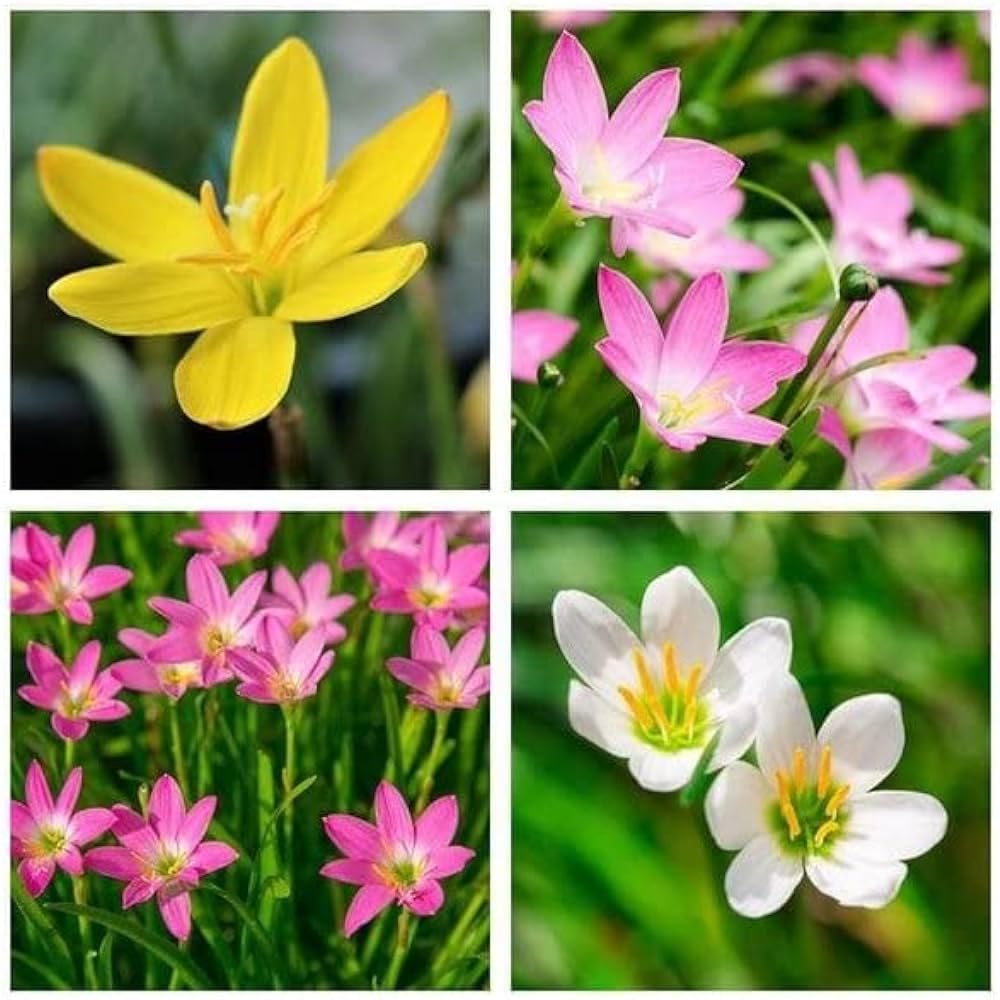 Live Green Zephyranthes - Rain Lily All Season Flower Bulbs (10pcs)