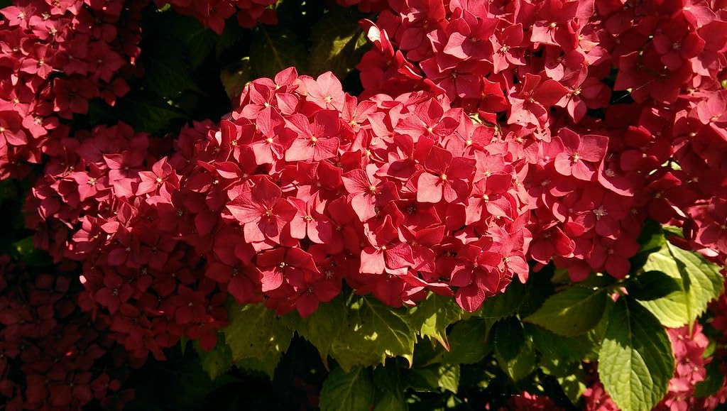Hybrid Hydrangea Red Color Flower Live Plant Pack Of-1 (Original Variety) Healthy Plant With